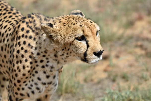 Africa. Namibia. Cheetah  - Photo, Image