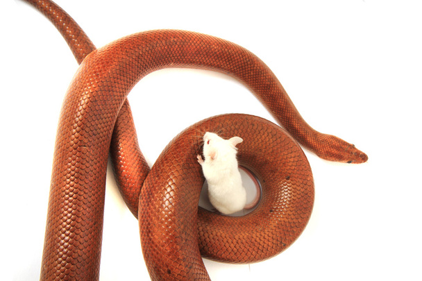 rainbow boa snake and his friend mouse - Photo, Image