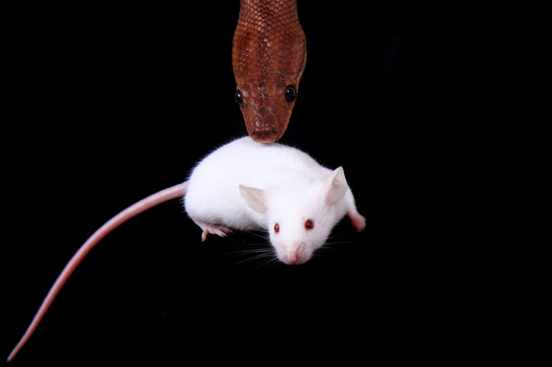 радужная змея боа и его друг мышь
 - Фото, изображение
