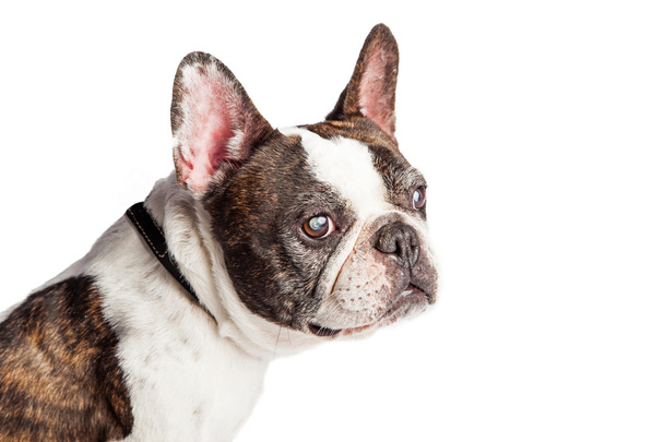 Ranskan Bulldog rotu koira
 - Valokuva, kuva