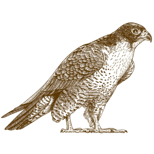illusztráció: falcon gravírozáshoz - Vektor, kép