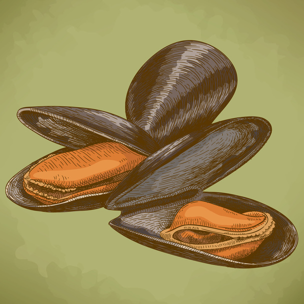 Gravur-Illustration der Muschel im Retro-Stil - Vektor, Bild