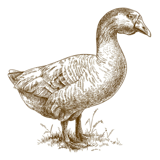 engraving  illustration of  big goose - Vector, Imagen