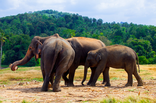 gruppo di elefanti vicino a una giungla
 - Foto, immagini