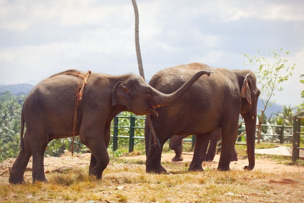 Twee olifanten in de buurt van een jungle - Foto, afbeelding