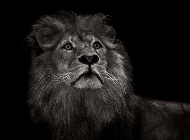 Leão preto e branco
 - Foto, Imagem