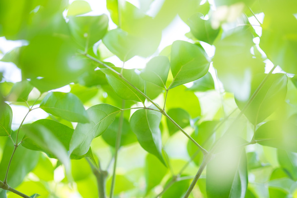 feuilles vertes fond - Photo, image