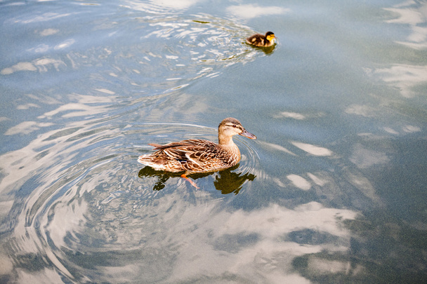 Beautiful ducks on the water - Zdjęcie, obraz