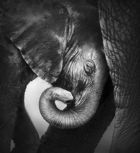 Elefante bebé buscando comodidad
 - Foto, imagen