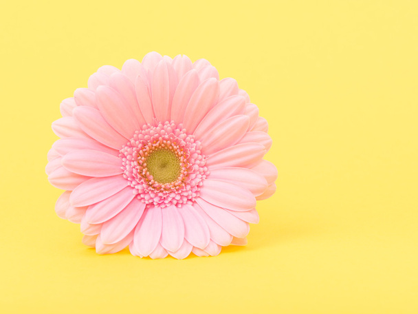 Margarita gerber rosa sobre amarillo
 - Foto, imagen