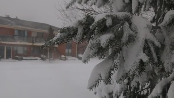 tormenta de nieve jonas nevada
 - Imágenes, Vídeo