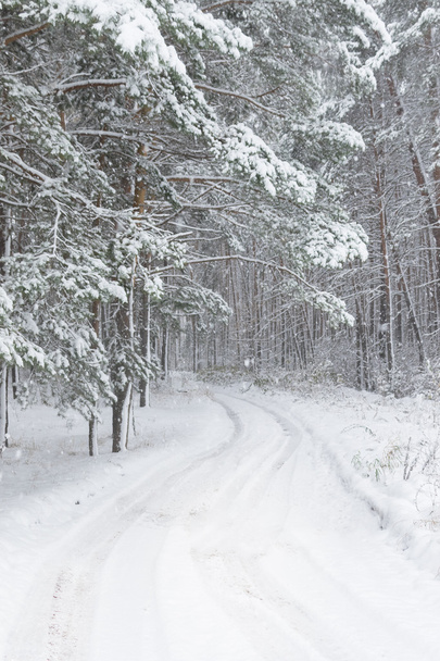 Picturesque view of snowy forest - Zdjęcie, obraz