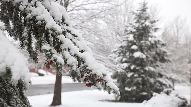 Luc fa sok kúp a hóvihar. Szürke és viharos téli napon - Felvétel, videó
