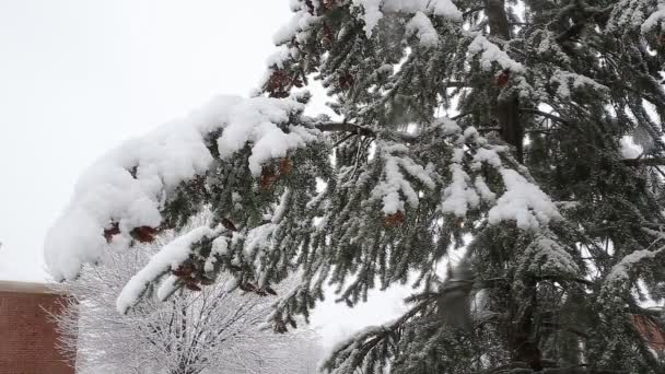 Abeto con muchos conos en una tormenta de nieve. Día de invierno gris y tormentoso
 - Imágenes, Vídeo