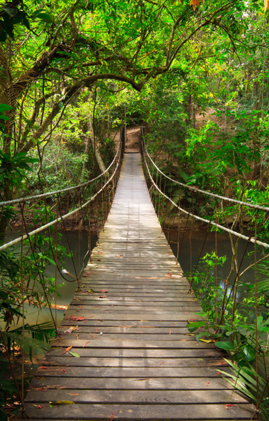Мост в джунгли, национальный парк Кхао Яй, Таиланд
 - Фото, изображение
