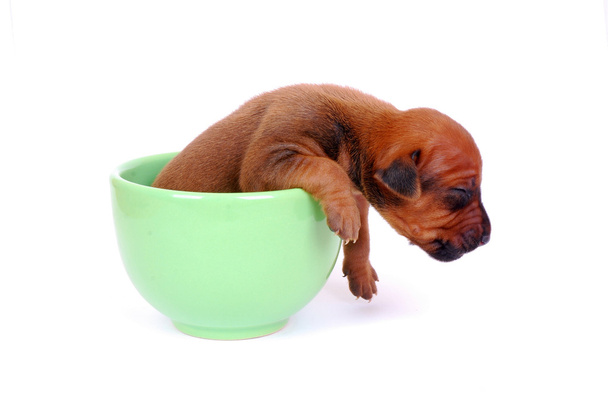 Puppy in a cup - Photo, Image