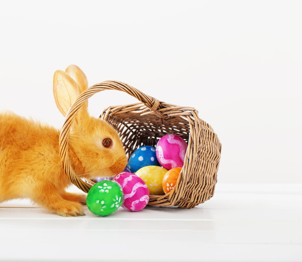 conejo con huevos de Pascua sobre fondo blanco
 - Foto, Imagen