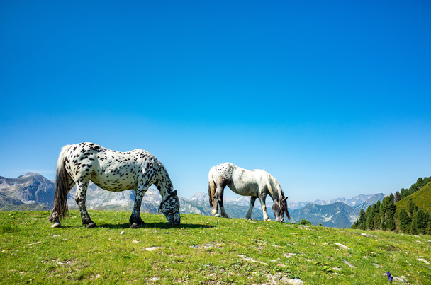 Близький погляд на коней
 - Фото, зображення