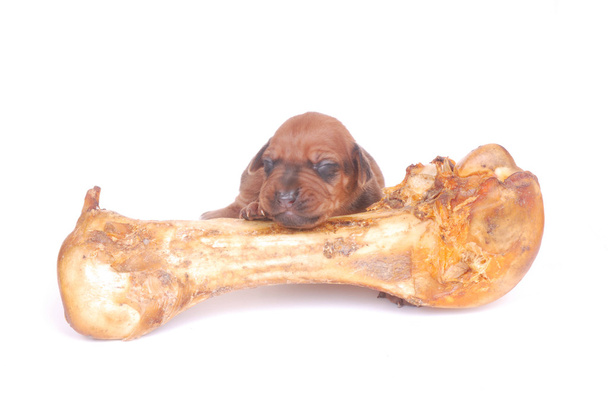 Nagy csont kutya kölyök - Fotó, kép