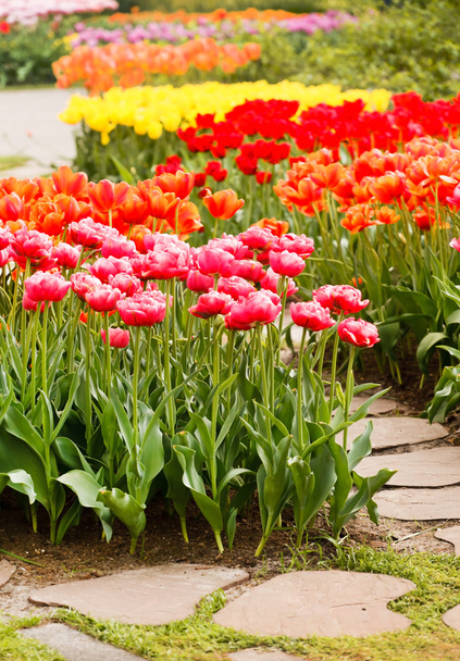 colorful spring garden - Foto, Bild