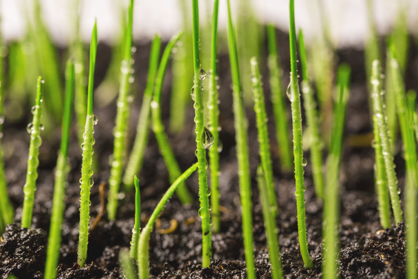 fresh green wheat sprouts - Foto, imagen