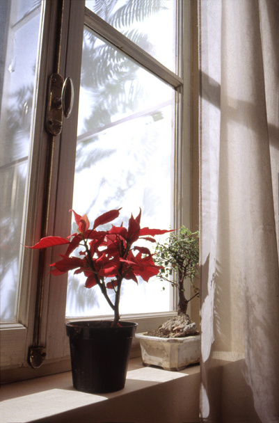 Ikkuna taimet ikkunalaudalla
 - Valokuva, kuva