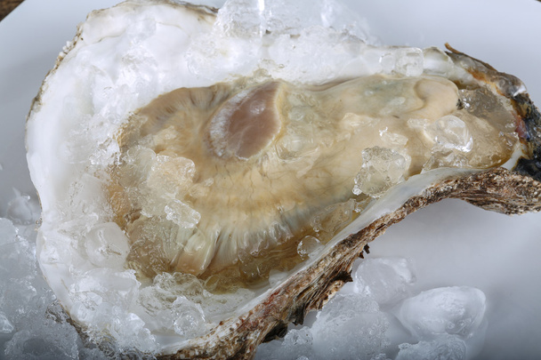 Fresh raw oyster - Foto, imagen