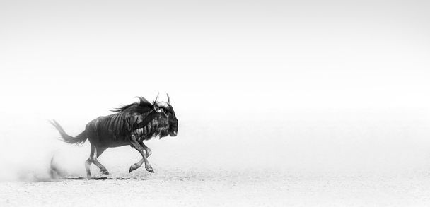 Wildebeest blu nel deserto
 - Foto, immagini