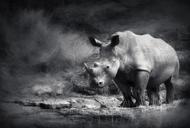 Nosorožec tuponosý - Fotografie, Obrázek