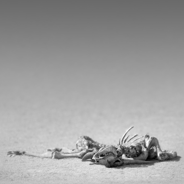 Skelett in der Wüste - Foto, Bild