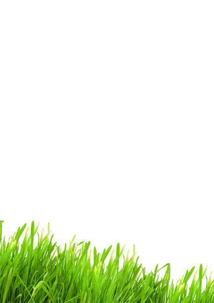 Isolated green grass - Photo, Image