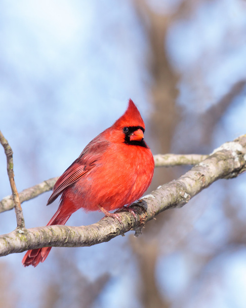 Cardinal nestled in a leafless tree - Photo, Image