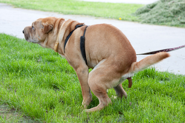 sharpei собака
 - Фото, зображення