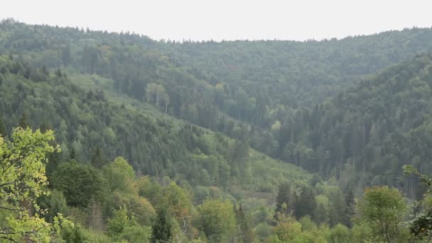 Carpathian mountains. Mountain forest. - Footage, Video