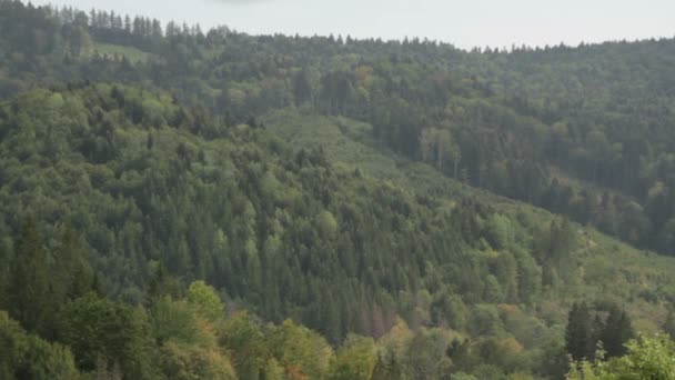 Carpathian mountains. Mountain forest. - Footage, Video