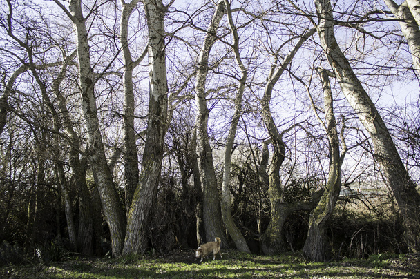 Pies wśród drzew - Zdjęcie, obraz
