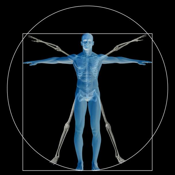 Vitruvian mens of man - Foto, afbeelding
