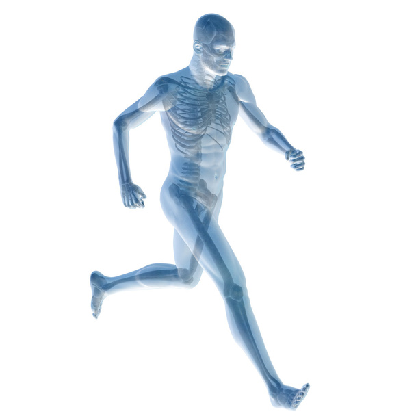 anatomie člověka modrá na bílém pozadí - Fotografie, Obrázek
