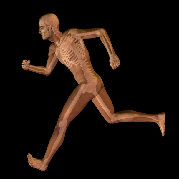 homem anatomia no fundo preto
 - Foto, Imagem