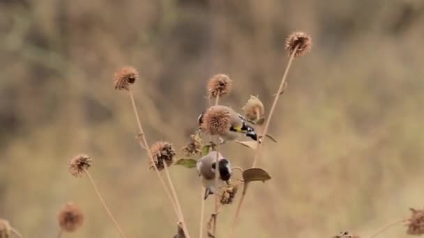 Goldfinch birds standing on plant - Felvétel, videó