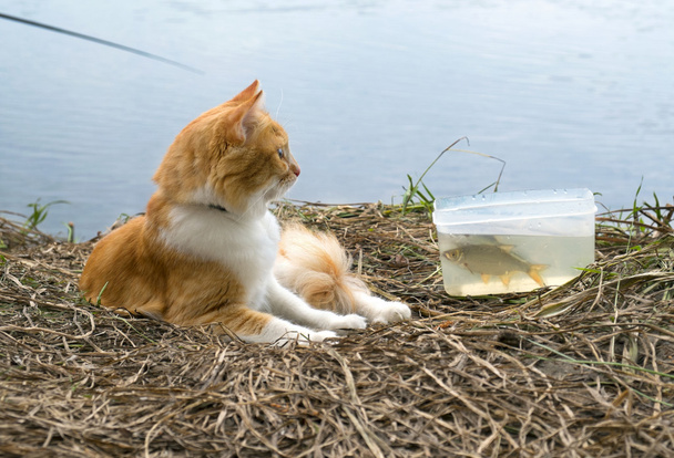 Zázvor kočka s ulovených ryb na rybolov čas. - Fotografie, Obrázek