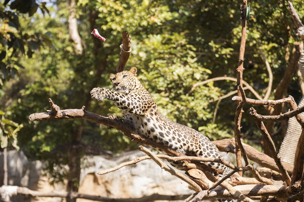 Leopardo su un albero
 - Foto, immagini