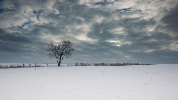 Inverno campo innevato paesaggio
 - Foto, immagini