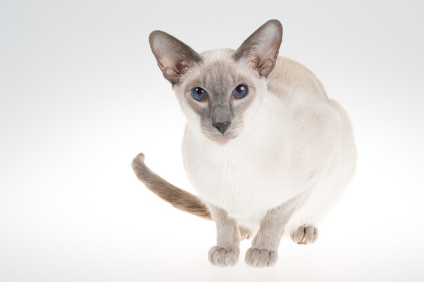 Восточная сиамская кошка. Портрет крупным планом на белом
  - Фото, изображение