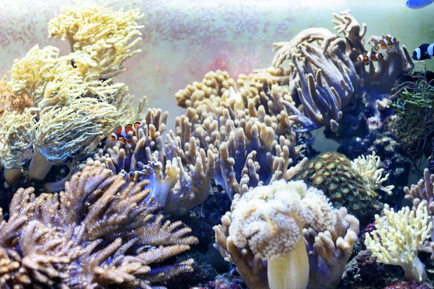 Onderwater leven met koralen en vissen - Foto, afbeelding