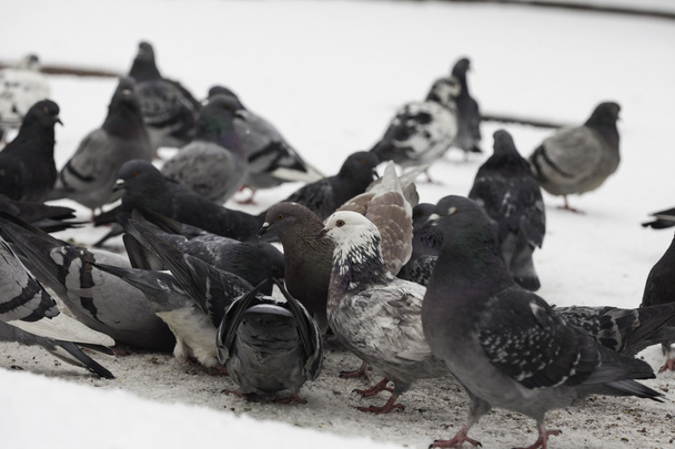 grupo de palomas silvestres urbanas en la nieve
 - Foto, imagen