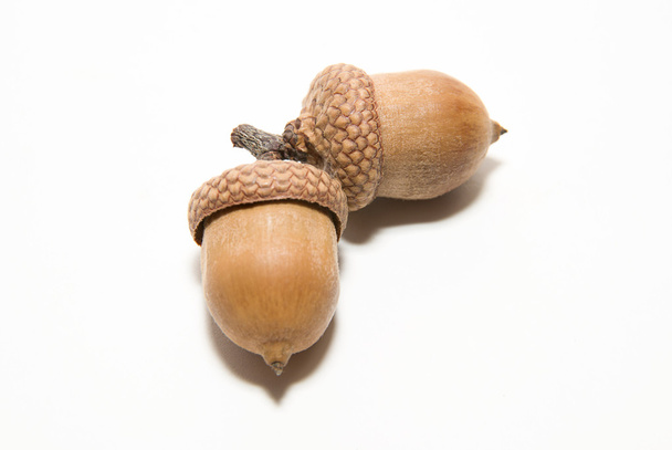 Two  brown acorns  with hats on over white - Photo, Image