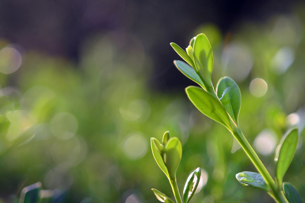 Green leaf with bogae background - Foto, afbeelding