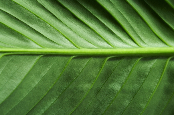Leaf green - Фото, изображение