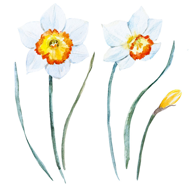 Watercolor spring flowers - Φωτογραφία, εικόνα